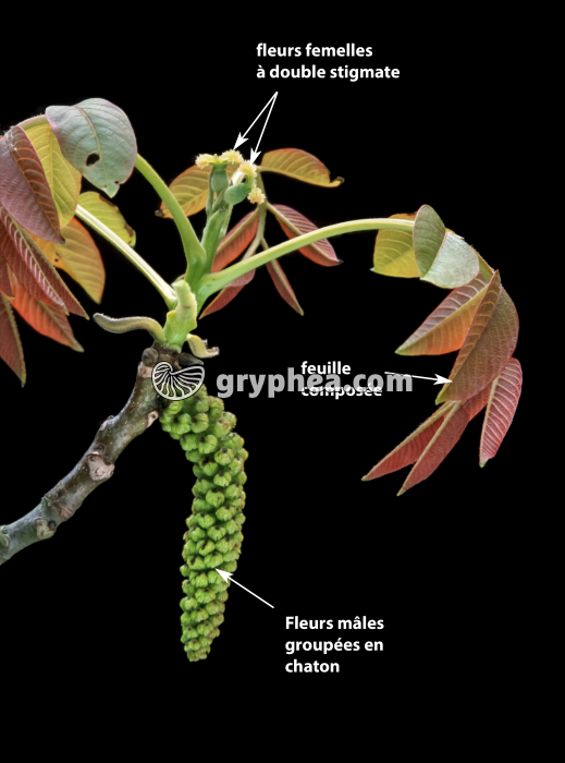 Noyer commun - fleurs mâles et femelles avec annotations (Juglans regia) - gryphea.com